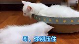 二胎与一胎经常为小事打架，猫妈妈表示束手无策，铲屎官该怎么办