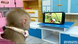 小猴子比比最爱看电视，太过入迷导致小卡车遇险自燃