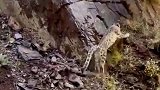 雪豹的身手太敏捷了，这么陡的崖壁几下就上去了