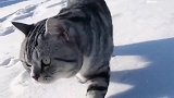 当喵星人见到雪，这个场景真的太可爱了！我都萌化了