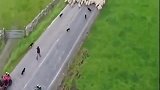 6只牧羊犬天衣无缝的配合,指挥着上百只羊,场面震撼