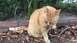 野外发现一只流浪猫，细看有点不对劲，走近一看乐了