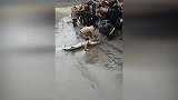 【重庆】发现“怪鱼”长2.18米重120斤 号称水中大熊猫