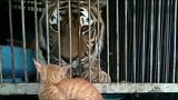 猫咪脾气真大，不管对方是谁，招惹它就得挨揍，老虎也不行