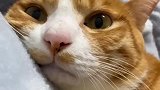 被迫营业的猫咪，一脸的敷衍的样子，简直太扎心了！