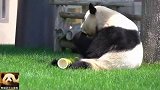 220斤的熊猫良浜寻寻觅觅，终于发现可口美食，心满意足地开吃