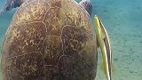 你们见过海龟吃水母吗仔细看它是怎么吃的