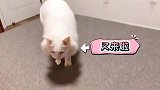 缠着主人玩游戏，这只小猫咪也太狗了吧