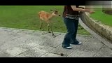 日本超萌小鹿真有礼貌