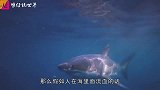 鲨鱼闻到人血会怎样？外国小伙亲身试验，结果让人出乎意料
