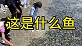 在海边出现大量的鱼