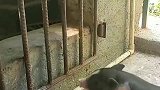 小猪这样硬生生的往里钻，他们总是笨的这么可爱