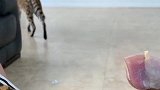 外国小伙养了一只大猫，当看到接下来的那一刻，笑死我了！