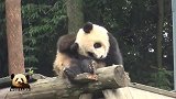 熊猫宝宝在屋顶上挠痒痒，憨态可掬，太让人喜欢了！