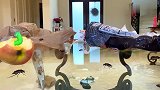 纳斯特亚和爸爸很久没有做房子卫生工作了，他们决定一起打扫房子