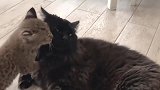 猫咪被猞猁挑衅，暗自压下心中的怒火，这小表情真逗趣