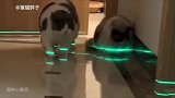 灵活又柔软的胖子猪咪，肥肉成堆脾气火爆，揍得同类哭爹喊娘
