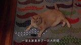 如何让一只肥猫减肥？或许你缺的并不是健身器材，而是一个小玩具