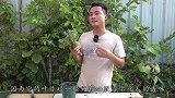 碰碰香扦插如何增加成活率？手把手教你3个步骤