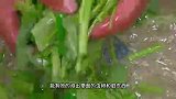 大厨教你蒜蓉空心菜的做法，翠绿不发黑，清脆爽口好吃极了