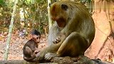 看得出来猴妈很爱小猴子，抓着它尾巴生怕它乱跑