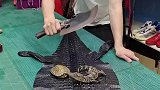 小鳄鱼瞬间不想长大了，心里有阴影了