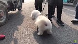 宠物界的撩妹神犬，女孩们最爱的狗狗之一，萌宠界的“白马王子”