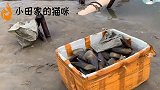 真实赶海遭受网友质疑，小伙倍感无奈，只能把海鲜烤来吃
