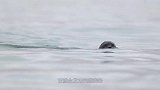 蠢萌北极熊的捕猎绝技！海豹才露头就瞬间被秒杀，镜头拍下全过程