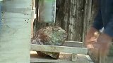 牛人制作的漂亮龙眼石捧在手里白看不厌,这技术可以申请专利了