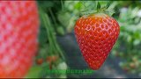800元一颗的天价草莓长什么样？切开一看，才明白贵在哪！