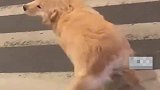 狗狗和主人散步时突然频频回头，原来是对小姐姐的香肠一见钟情了