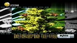 蜜蜂生存遭移动通信严重威胁 可能在十年内绝迹