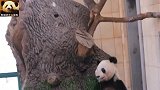 熊猫宝宝坐在树上吃手手，画风萌爆了！敢不敢再可爱一点儿？