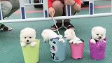 哈哈！像极了爱情！️飘飘吧