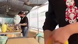 工人良心打包树苗，纸壳胶带惊艳