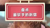 软乎乎的刺猬也太好rua了吧