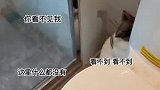 保洁阿姨来家做清洁，猫咪社恐藏厕所装马桶刷