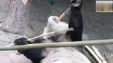 熊猫：看我的厉害，就没有我掰不断的竹竿