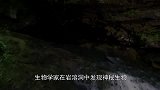 生物学家在岩溶洞中发现“活龙”！年交配一回，神一般的存在！