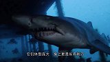 男子6岁孩子近距离看鲨鱼，出现意想不到的画面，镜头记录全过程