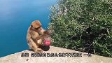 一只奇怪的猴子蹲在石头边不停的哭泣着，镜头记录下全过程