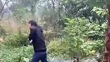越发绿价格越贵？这样的狮子青苔越多越好，你知道为什么吗？