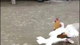 鸡：我一只鸡还怕你们鸭子！