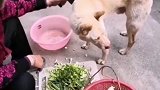 没想到狗子还有这种爱好