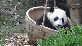 熊猫宝宝不小心掉进筐子里，为了掩饰尴尬赶紧卖个萌