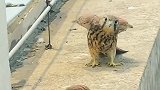 这小鹰还会调虎离山