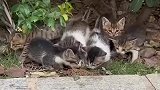 一只流浪猫妈妈带了一群小猫仔艰难地讨生活