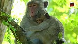 珍妮特赖着怀孕的猴妈喝奶，心软的猴妈不忍拒绝！