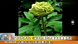 武汉牡丹节：4朵天价绿牡丹被游客偷偷掐走 120402 新闻现场